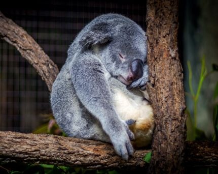 Awakened Alchemy Review - Koala Sleeping in Tree