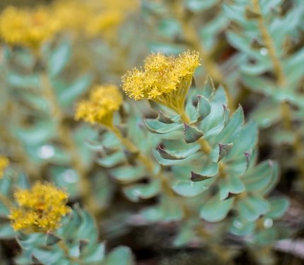 The-Best-Supplements-for-Studying - Rhodiola Rosea Plant