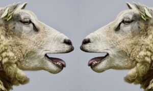 What's the Best Nootropic for Athletes - 2 Sheep Bleating at One Another