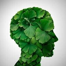 Does ginkgo biloba help memory - Shape of human head made out of ginkgo leaves