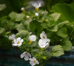 The Best Memory Supplements for Seniors - Bacopa Monnieri Flowers