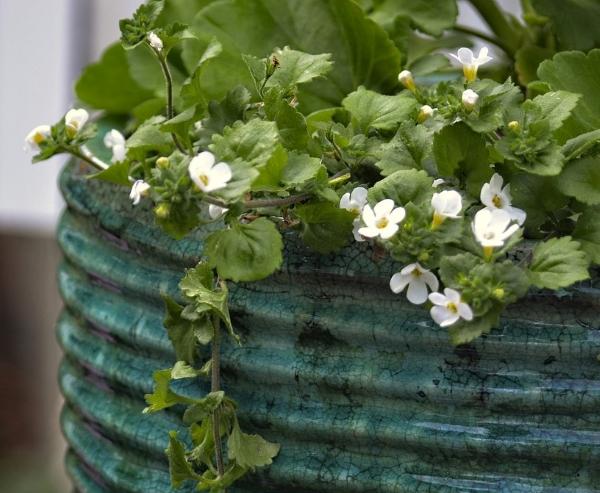 What is Bacopa Monnieri Good for - Bacopa Monnieri in Pot