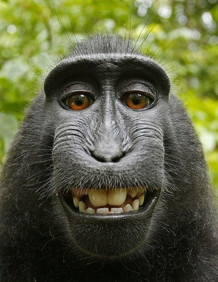How does turmeric help the brain - Ape smiling