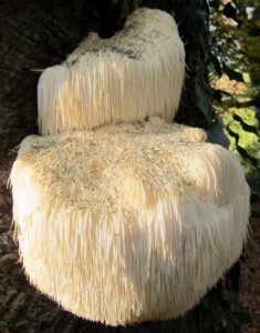 What is Lion's Mane Mushroom Good for - Wikimedia file - attributed to Henk Monster - cropped - Hericeum Erinaceus growing on tree