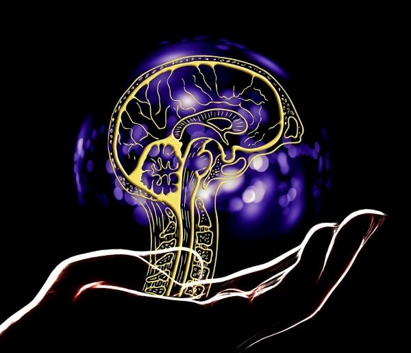Best Supplements for Neuroplasticity - Glowing Brain Structure Supported by Hand