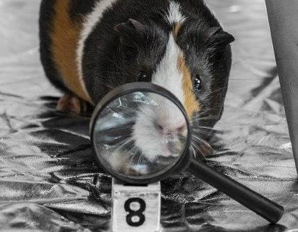 Is Noopept Bad - Guinea Pig behind Magnifying Glass