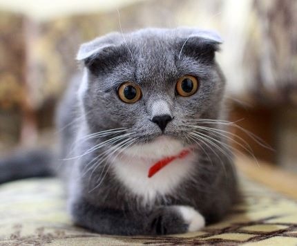 Cat with surprised expression.