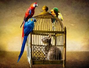 How does CoQ10 Benefit the Brain - Cat in Bird Cage with Birds on Cage