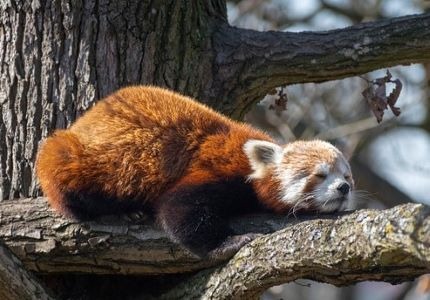 Awaken Gold Review - Panda Sleeping on Tree Branch