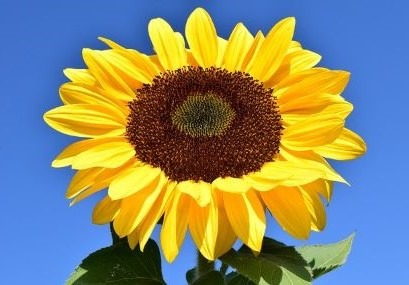 Awaken Gold Review - Sunflower