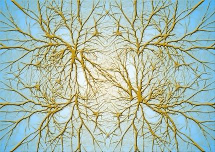 Is Sage a Nootropic - Cluster of Neurons